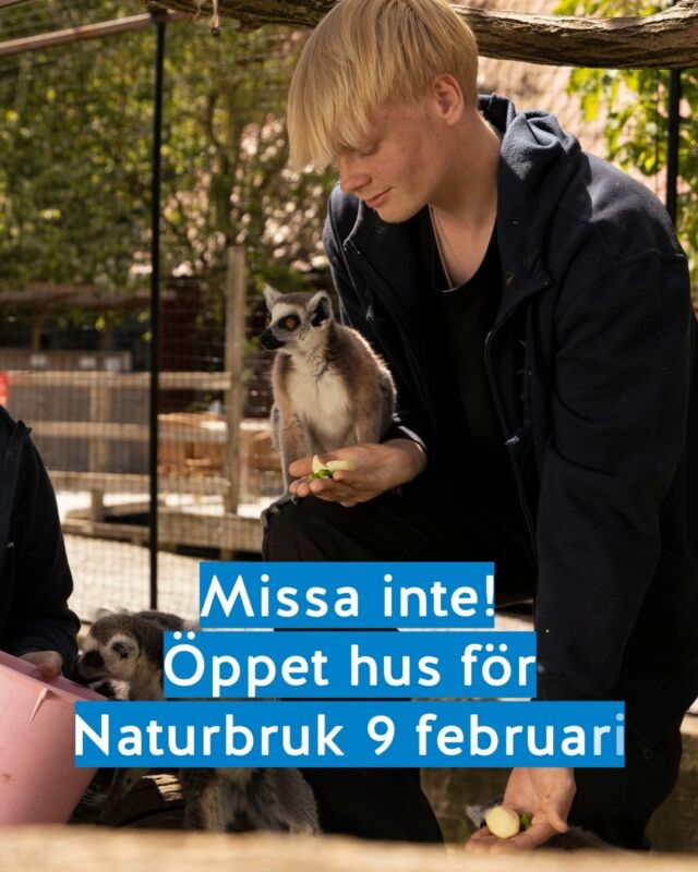 Öppet hus för Naturbruk 🐒🐍
Är du intresserad av att gå Naturbruk? Då är du välkommen till Ystad djurpark den 9 februari! Eftersom en tredjedel av utbildningen på naturbruk sker på Ystad djurpark är detta ett perfekt tillfälle att känna in miljön. 

🔹 Söndag 9 januari
🔹 Prick 11.00. Inte drop-in.
🔹 På Ystads djurpark

Mer info finns på hemsidan, länk i bio.

Välkommen!