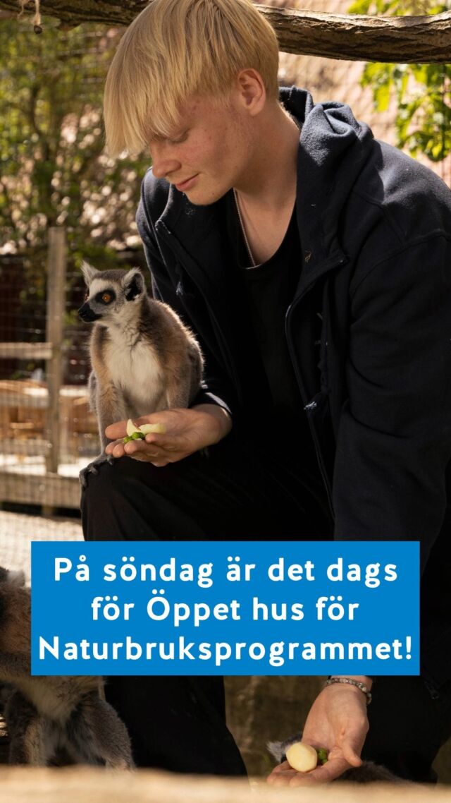 Vill du spendera en stor del av gymnasietid med djur? 🦓🦜🐒 Då är Naturbruksprogrammet med inriktning Djurvård för dig! På söndag 9 februari kl. 11.00 har vi Öppet hus på Ystad djurpark. Läs mer på hemsidan, länk i bio